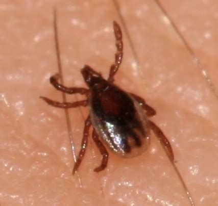 Deer Tick Nymph - Ixodes scapularis - BugGuide.Net