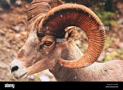 Rocky Mountain Bighorn Sheep, wildlife, Alberta, Canada, Kananaskis ...