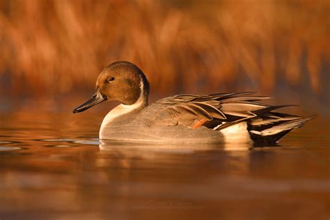 Wildlife Photography Ducks