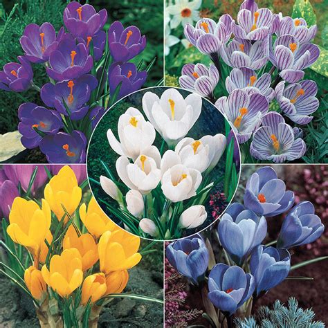 Giant Crocus Bulbs for Naturalizing | Breck's