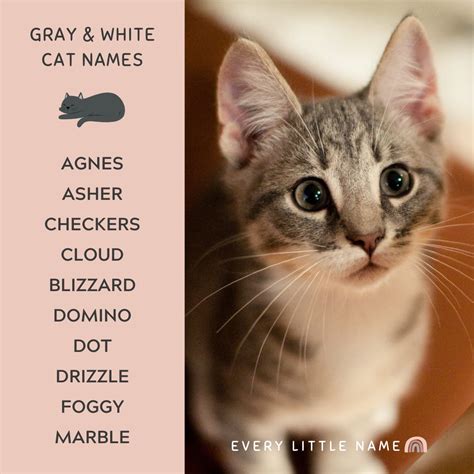320+ Gray Cat Names (Funny and Purr-fectly Adorable) - Every Little Name