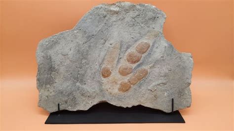 Grallator - footprint - Grallator sp. - 42×2×29 cm - Catawiki