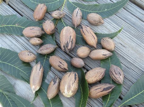 The History Behind the World’s First Pecan Variety | UGA Pecan Extension