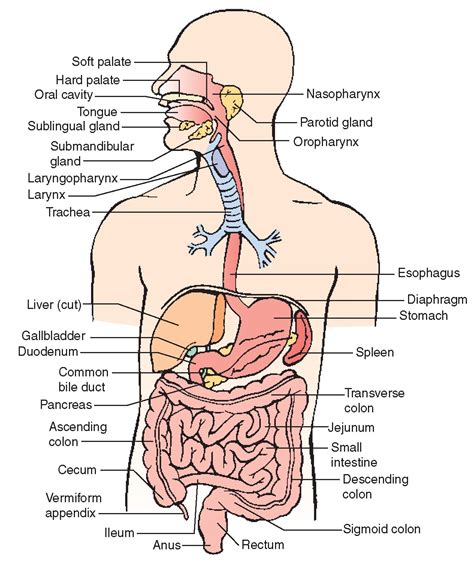 Digestive System Drawing at GetDrawings | Free download