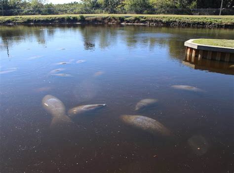 Manatee Park in Fort Myers is a Great Place to See Manatees | Must Do Visitor Guides