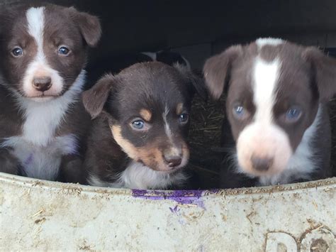 McNab Puppies For Sale | Pierre, SD #138706 | Petzlover