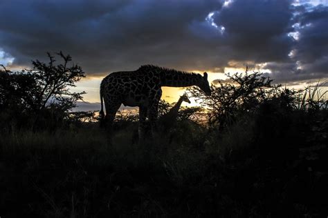 Nairobi National Park Vacation Rentals: house rentals & more | Vrbo