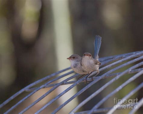 Two Birds On Wire Photograph by Serene Maisey