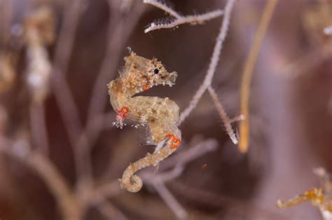 Satomi's pygmy seahorse (Hippocampus satomiae)