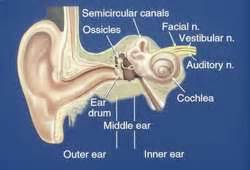 Otology & Neurotology | Cleveland Clinic