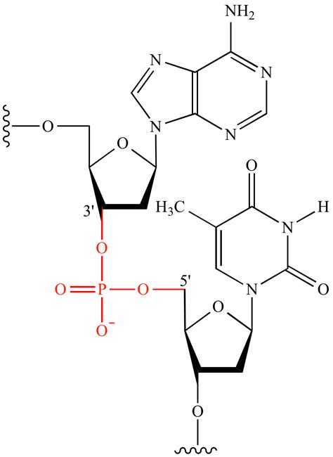 Phosphodiester Bond Mechanism