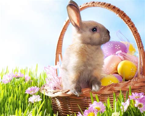 Easter Rabbits Wallpapers - Top Free Easter Rabbits Backgrounds ...