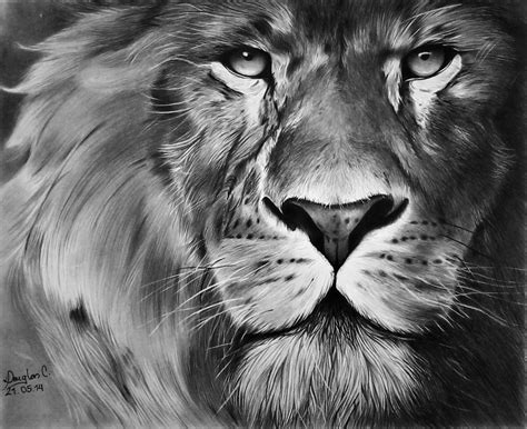 Lion by doguinha on DeviantArt