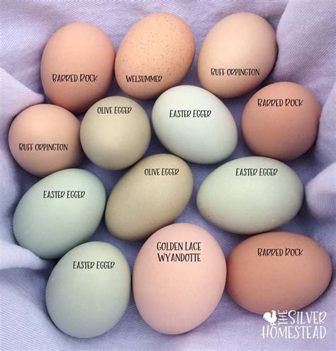 Chicken Egg Colors by Breed - Silver Homestead Chicken Garden, Backyard ...