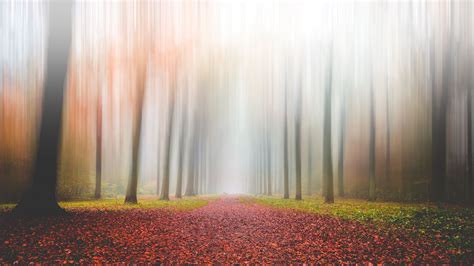 Path of light | Nature photography, Paths, Landscape