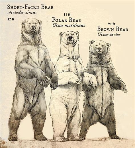 Relative sizes of the extinct short-faced bear, polar bear, and brown ...