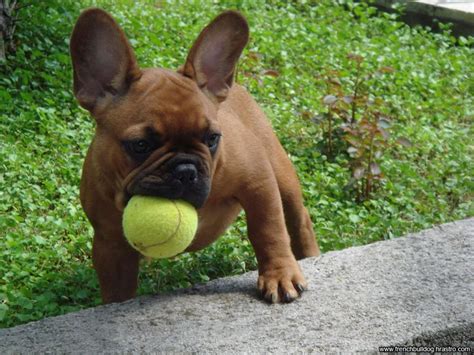 play time | french bulldog with a ball | French bulldog puppies, Bulldog puppies, French bulldog dog