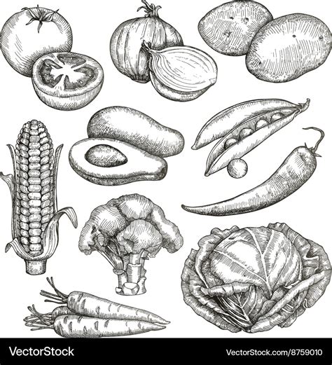 Vegetables Drawing : Vegetables Drawing Image Drawing Skill - Now you can achieve it with the ...