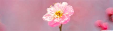 🔥 Free download Pink Spring Flower Ultra HD Desktop Background Wallpaper for [3840x1080] for ...