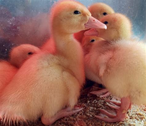 Pekin Duck ~ Raise at Home for Eggs and Meat - Rural Living Today