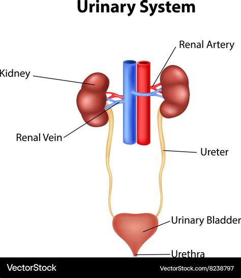 Cartoon of urinary system anatomy Royalty Free Vector Image