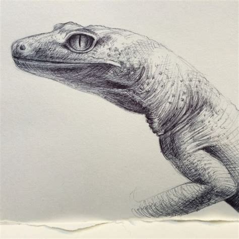 Gecko sketch, ballpoint angelagramart.com | Drawings, Pencil drawings, Art