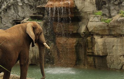 Free Images : waterfall, adventure, trunk, wildlife, zoo, jungle, mammal, fauna, indian elephant ...