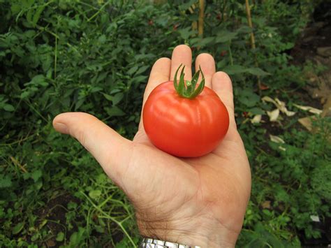 Tomato In Hand Free Stock Photo - Public Domain Pictures