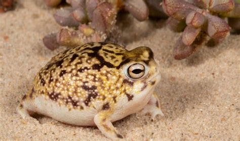 10 Desert Rain Frog Facts - Fact Animal