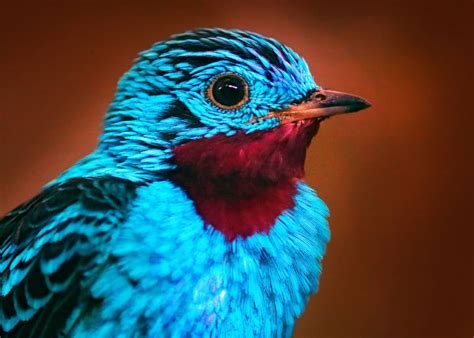 26 of the Most Colorful Birds on the Planet (And Where to Find Them) | JustBirding