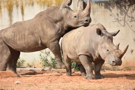 Mating Rhinos Pic Stock Photos, Pictures & Royalty-Free Images - iStock