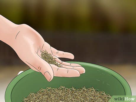 4 Ways to Grow Grass from Seeds - wikiHow