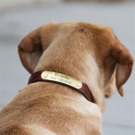 English Bridle Leather Dog Collar with Name Plate | dogIDs