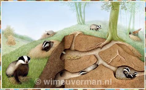 badger tunnels | Animal years, Badger, Habitats projects