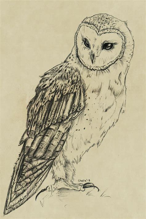 owl in flight drawing - Google Search | Owls drawing, Sketches, Animal drawings