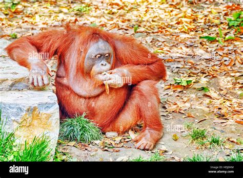 Orang Utan in its natural habitat in the wild Stock Photo - Alamy