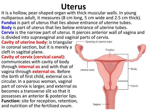 PPT - Female Internal Genital Organs PowerPoint Presentation - ID:6907343