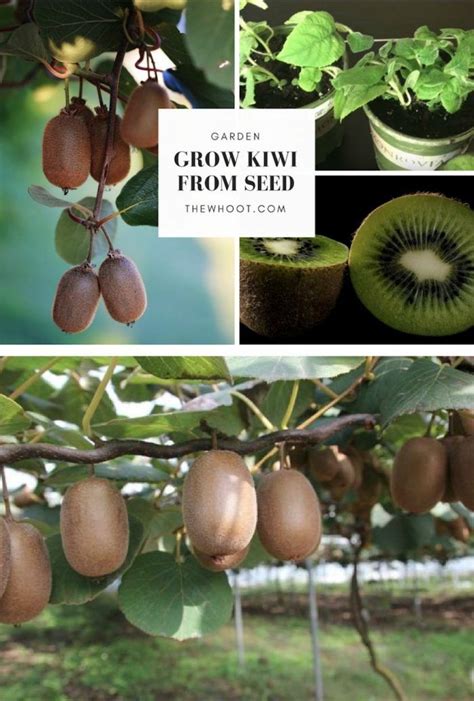 Grow A Kiwi Fruit From Seed Easy Video Instructions | Grow kiwi from seed, Kiwi growing, Kiwi fruit