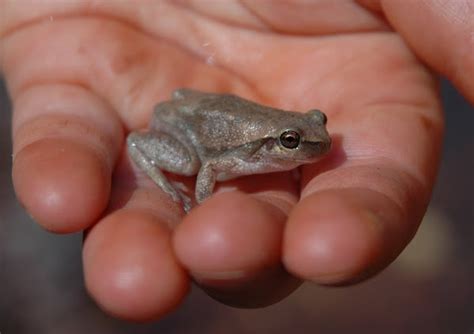 Desert tree frog | Project Noah