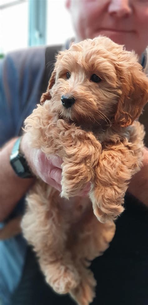 Sister's new Cockapoo puppyhttps://imgur.com/p1xcGNH | Cockapoo puppies ...