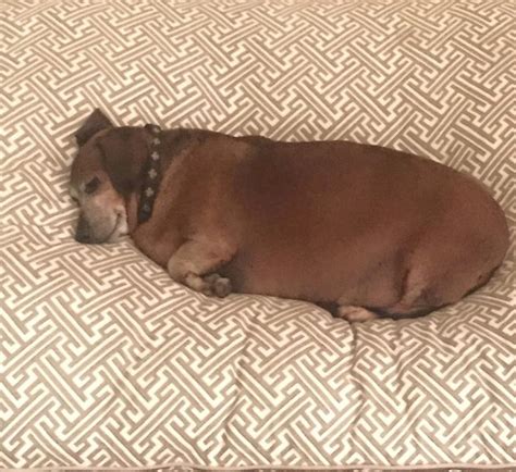 'Fat Vincent' the Dachshund Transformed After Losing More Than Half His Body Weight - ABC News