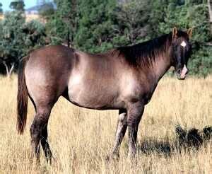 Cayuse Indian Pony Breed Information, History, Videos, Pictures