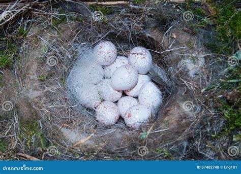 Blue tit nest with eggs stock photo. Image of revival - 37482748