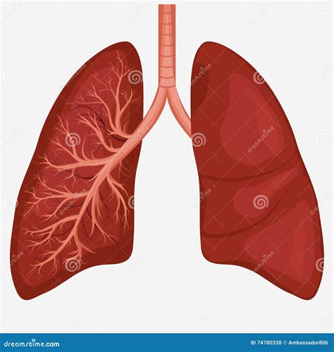 Lung Anatomy Diagram