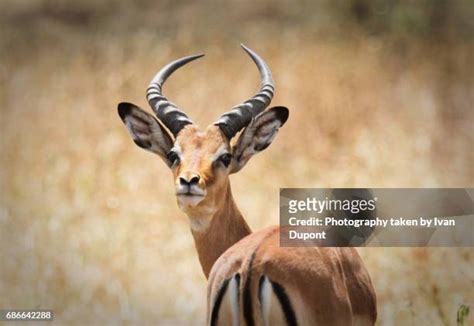 Gazelle De Grant Photos and Premium High Res Pictures - Getty Images