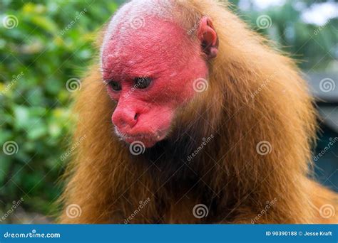 The Bald Uakari Monkey Stock Image | CartoonDealer.com #131786515