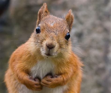 Squirrel-like Behaviour - Revolutionary Misfit