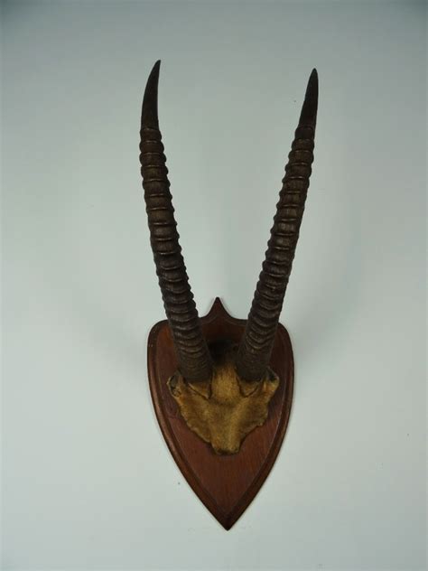 Antique Taxidermy Sable Antelope Horns