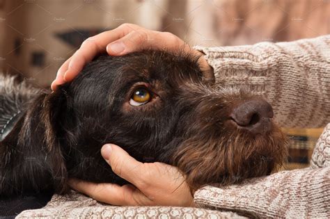 hands of owner petting a dog | Animal Stock Photos ~ Creative Market