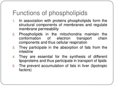 Phospholipid Bilayer | Introduction, Structure and Functions